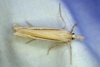 Ancylolomia palpella / Ancylolomia tentaculella / Ancylolomia disparalis