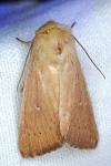 Mythimna sicula