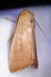 Mythimna sicula