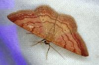 Scopula rubiginata