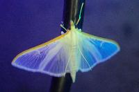 Palpita vitrealis