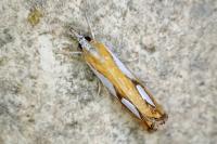 Catoptria pinella