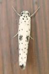 Yponomeuta plumbella