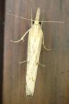 Pediasia contaminella