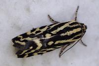 Emmelia trabealis