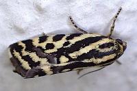 Emmelia trabealis