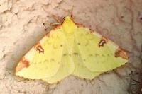 Opisthograptis luteolata