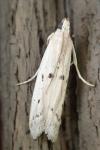 Homoeosoma inustellum