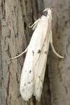Homoeosoma inustellum