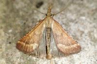 Synaphe punctalis