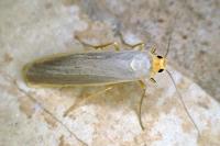 Eilema caniola