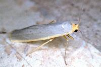 Eilema caniola