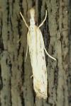 Catoptria falsella