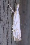 Catoptria falsella