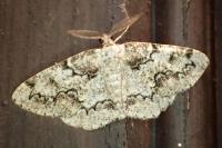 Cleorodes lichenaria