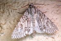 Acronicta aceris
