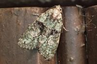 Cryphia