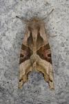 Phlogophora meticulosa