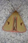 Diacrisia sannio