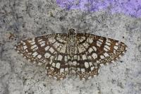 Chiasmia clathrata