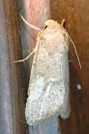 Hoplodrina