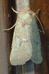 Hoplodrina