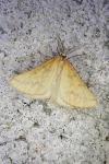 Aspitates ochrearia