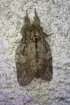 Peridea anceps