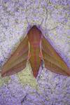 Deilephila elpenor