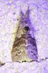 Calliteara pudibunda