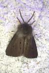 Diaphora mendica