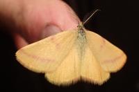Lythria purpuraria