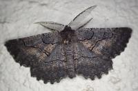 Nychiodes notarioi