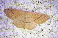 Cyclophora suppunctaria