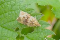 Celypha lacunana