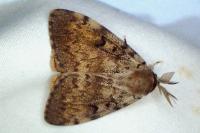 Lymantria dispar