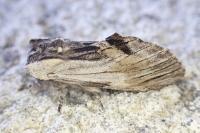 Harpyia milhauseri