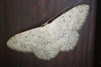 Scopula marginepunctata