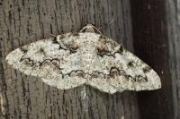 Cleorodes lichenaria