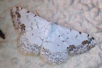 Scopula decorata