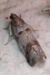 Acrobasis