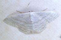 Scopula immutata