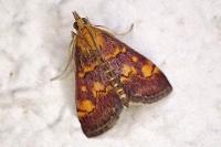 Pyrausta aurata
