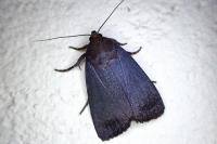 Amphipyra livida