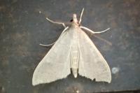 Mecyna asinalis