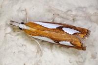 Catoptria pinella