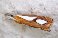 Catoptria pinella