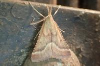 Synaphe punctalis