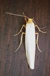 Eilema caniola