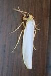 Eilema caniola